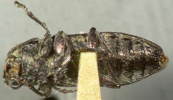 Media type: image;   Entomology 8120 Aspect: habitus ventral view